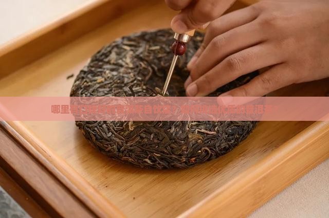 普洱茶自饮店哪个好