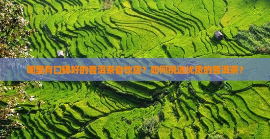 普洱茶自饮店哪个好