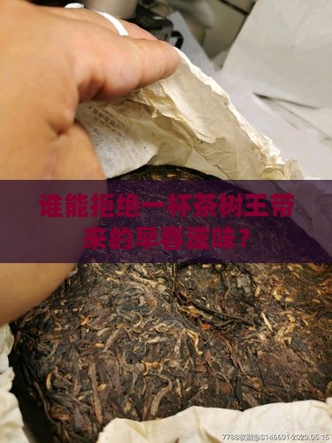 茶树王早春普洱茶