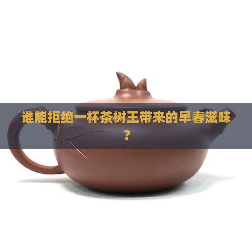 茶树王早春普洱茶