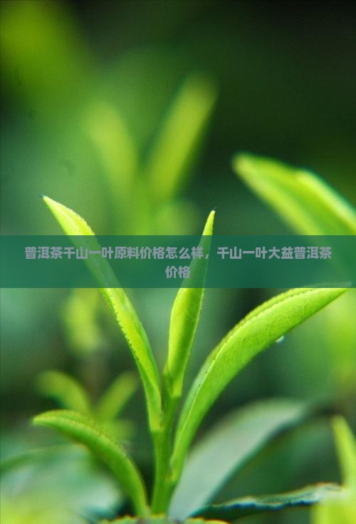 普洱茶千山一叶原料