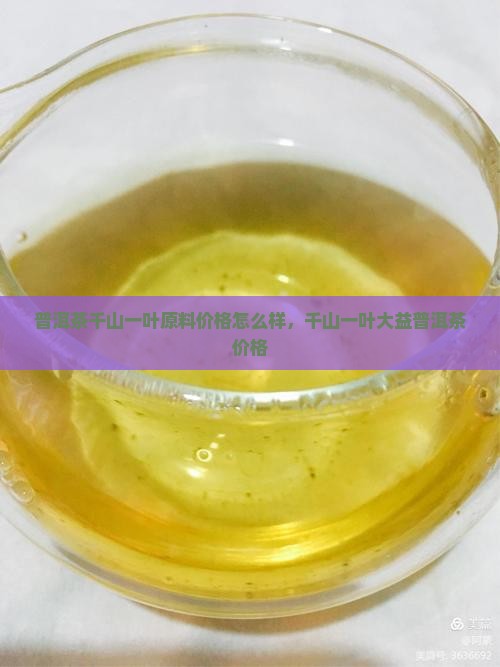 普洱茶千山一叶原料