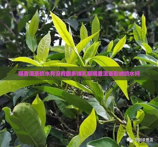 喝普洱茶奶水有没有跟多