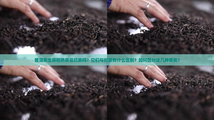 普洱茶生茶和熟茶是红茶吗 普洱茶生茶和熟茶是红茶吗