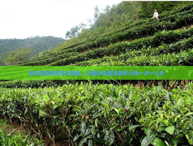 冰岛普洱茶南伞