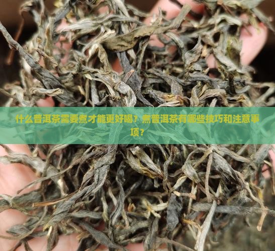 什么普洱茶要煮才好呷