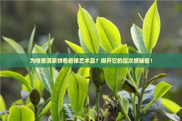 普洱茶饼为什么有层次感