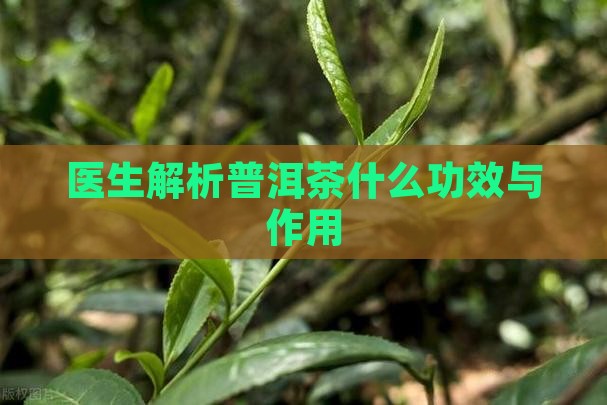 普洱茶有什么功效呢百度百科
