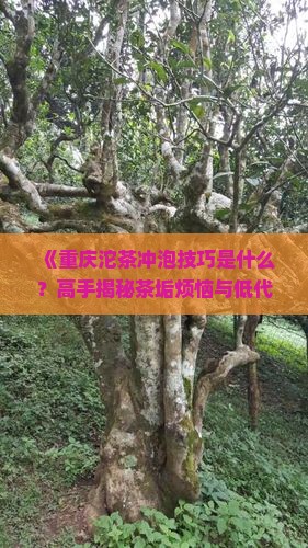 重庆沱茶冲泡技巧