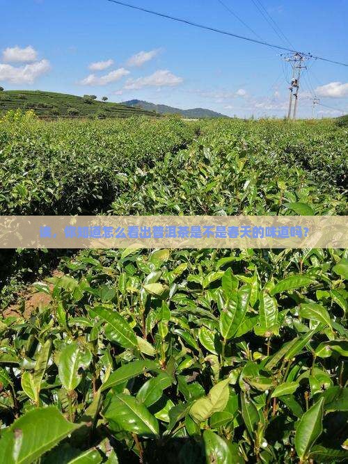 怎么判断普洱茶是春茶