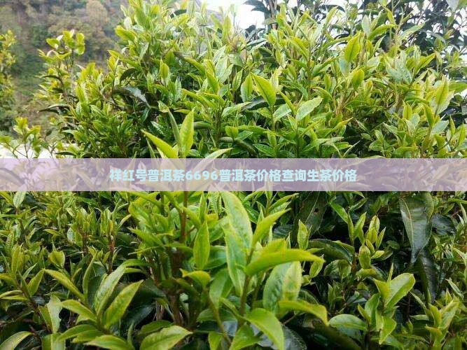 祥红号普洱茶6696