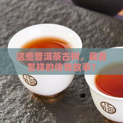 普洱茶乔木古树有哪些特点