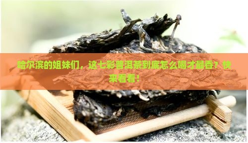 哈尔滨七彩普洱茶