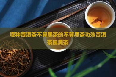 哪种普洱茶不算黑茶的