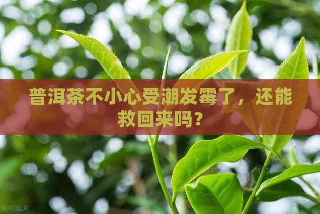 普洱茶进水发霉了怎么办