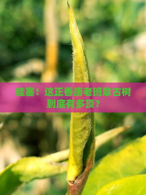 正香唐老班章古树