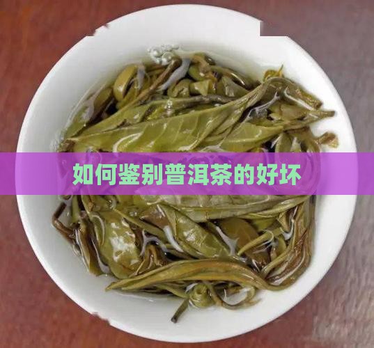 怎么辨别是不是普洱茶的好坏