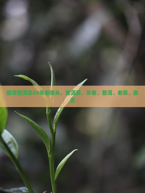 最贵普洱茶30年老茶头