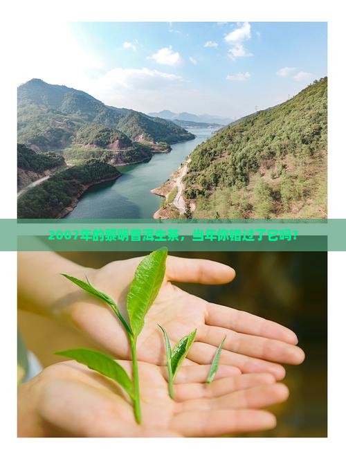 2007年黎明普洱生茶的价格