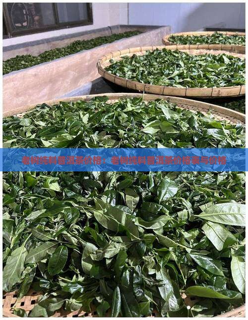 老树纯料普洱茶价格