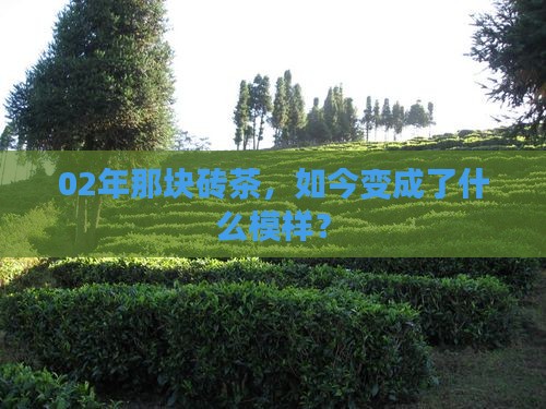 02年前方砖普洱茶