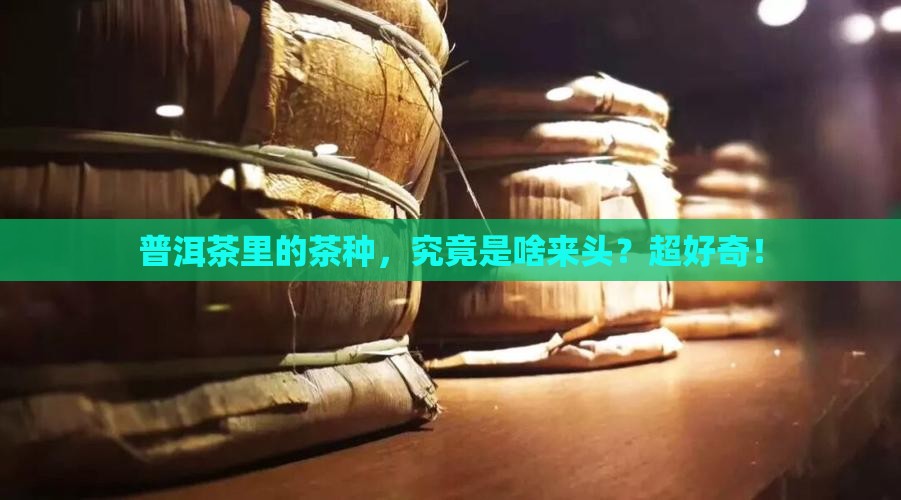 普洱茶里面茶种