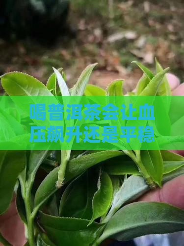 喝普洱茶血压会高嘛还是低