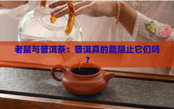老鼠吃普洱茶吗