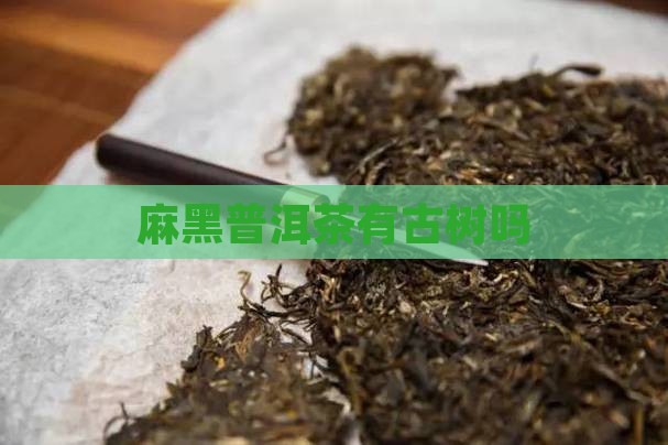 麻黑普洱茶有古树吗