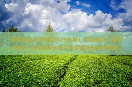 安徽黄山红茶B款