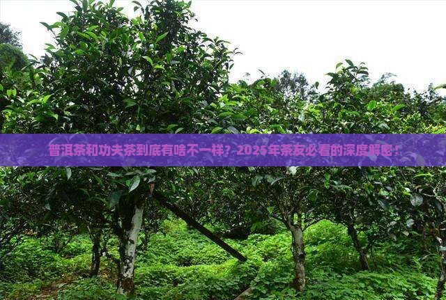 普洱茶和功夫茶的区别