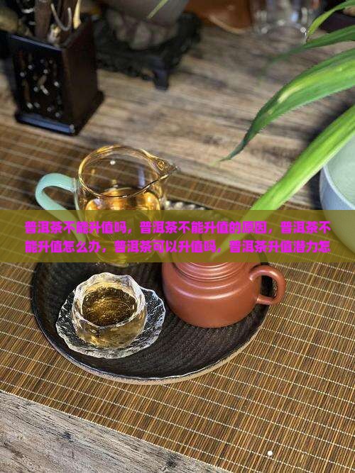 普洱茶不能升值