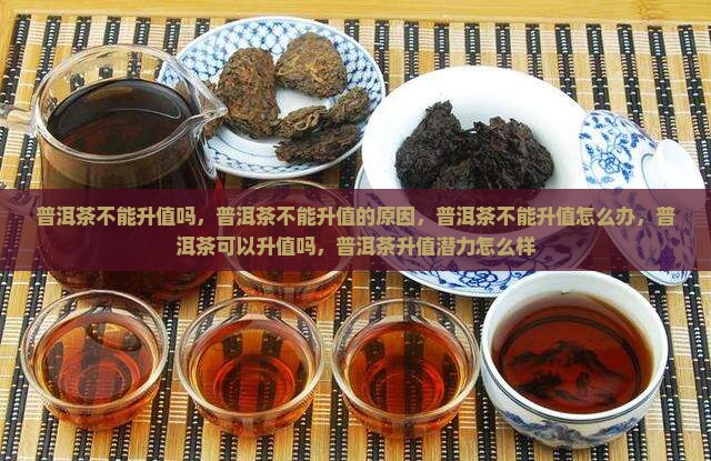 普洱茶不能升值