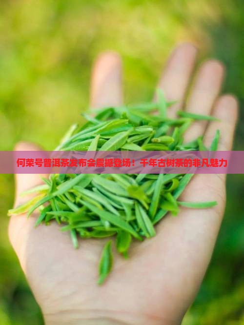 何荣号普洱茶发布会