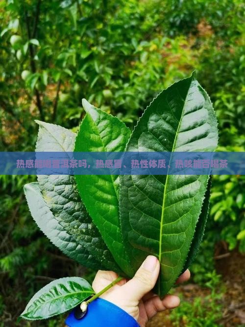 热感能喝普洱茶吗