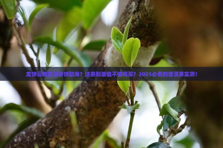 龙饼云南普洱茶饼勐海