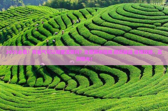有寒气可以喝普洱茶吗