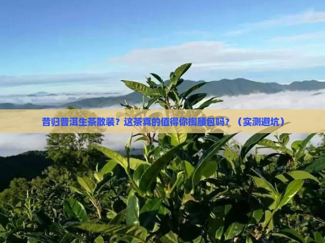 昔归普洱生茶散装