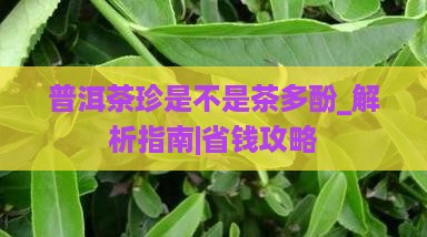 普洱茶珍是不是茶多酚