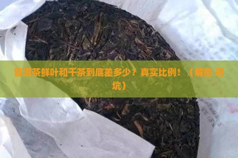 普洱茶鲜叶和干茶的比例