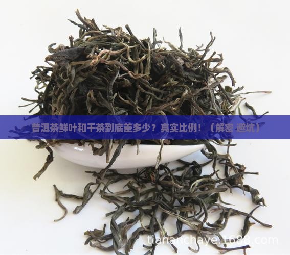 普洱茶鲜叶和干茶的比例