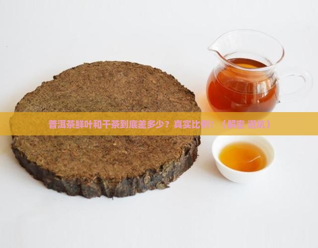 普洱茶鲜叶和干茶的比例