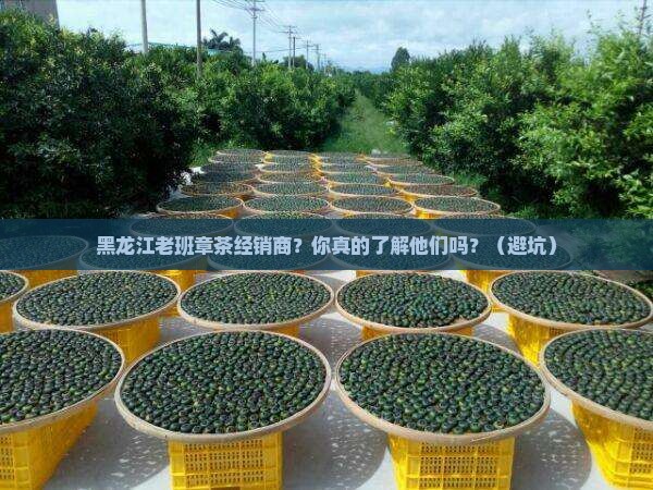 黑龙江老班章茶经销商