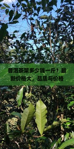普洱茶架多少钱一斤