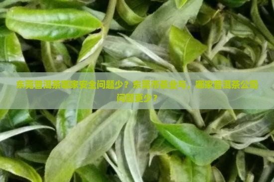 东莞普洱茶哪家安全问题少