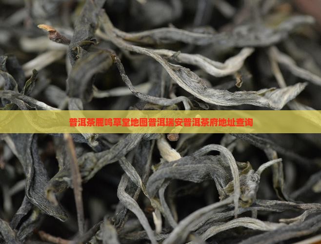 瑞安普洱茶府地址查询