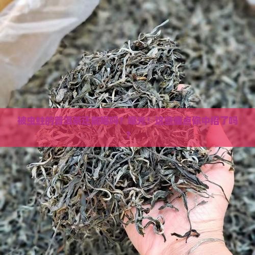 被虫蛀的普洱茶还能喝吗