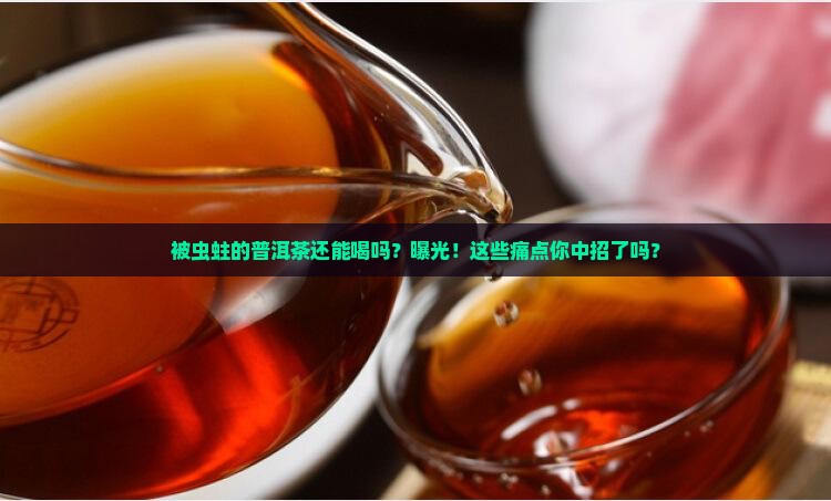 被虫蛀的普洱茶还能喝吗
