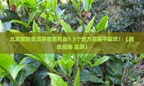 北京紫韵普洱茶哪里有卖