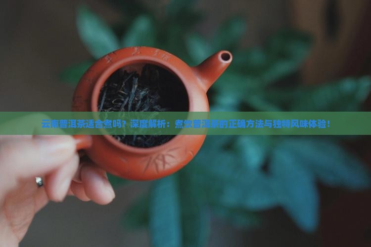 云南普洱茶适合煮吗